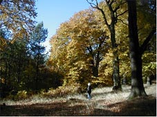 Chris unwinding in the trees